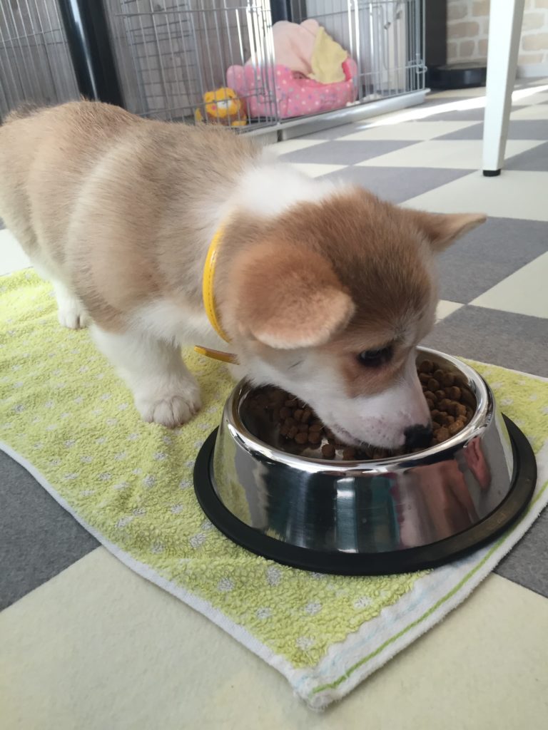 コーギーむぎちゃんしつけ記録 食べ物の好き嫌いはある むぎといっしょ