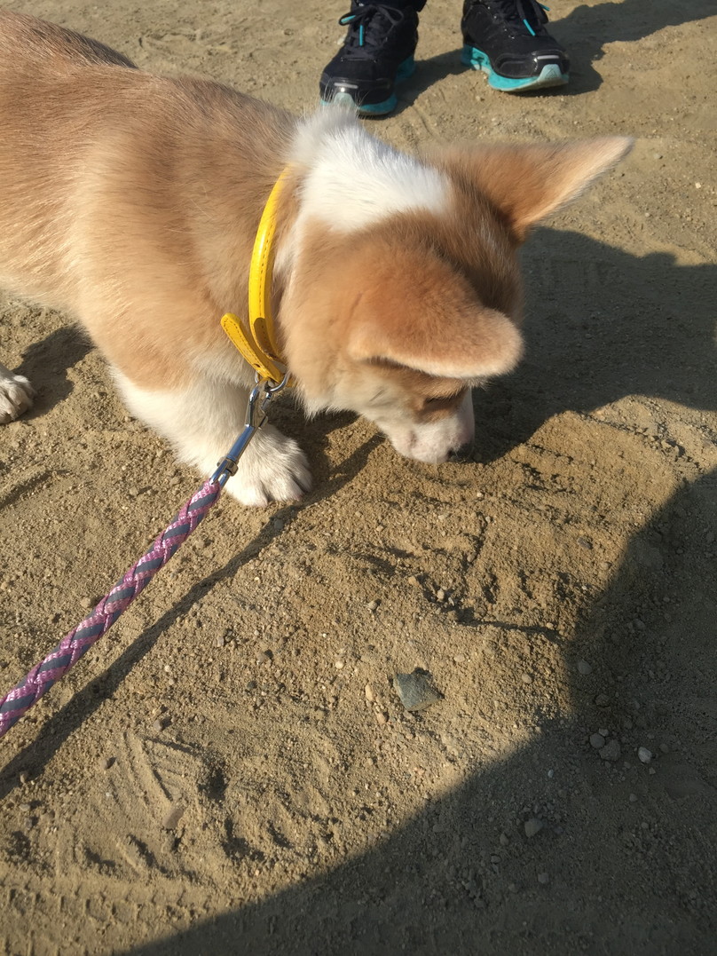異食症？子犬が砂や石を食べるときはどのような対処が必要か むぎといっしょ！！