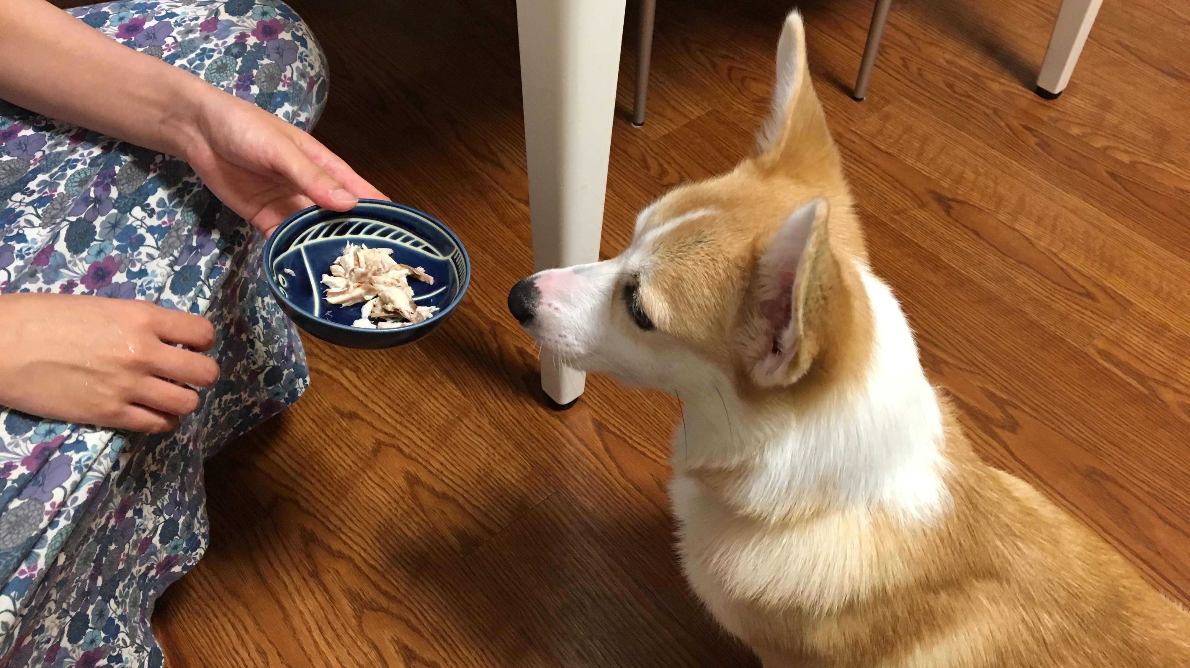 コーギーむぎちゃんしつけ記録 食べ物の好き嫌いはある むぎといっしょ