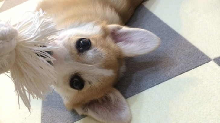 引っ張ってると最終的にひっくり返るコーギーむぎちゃん むぎといっしょ