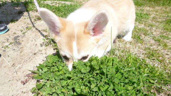 異食症？子犬が砂や石を食べるときはどのような対処が必要か  むぎと 