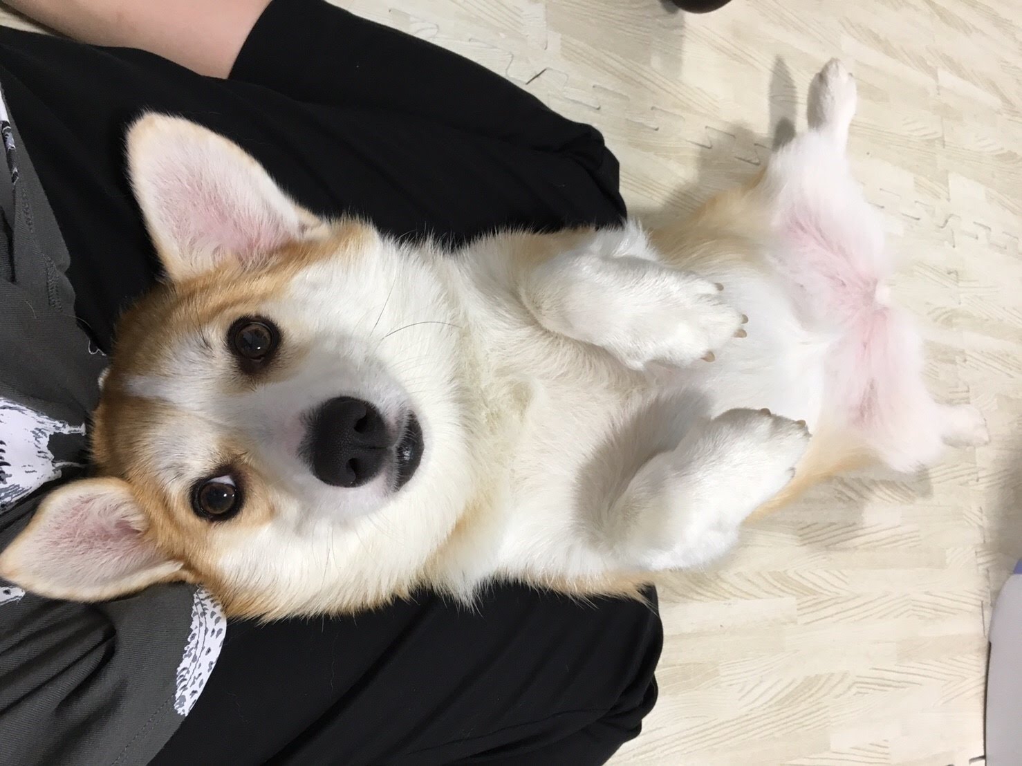 撫でるとどんどん伸びていく！犬がスキンシップで触られたい場所 むぎといっしょ！！